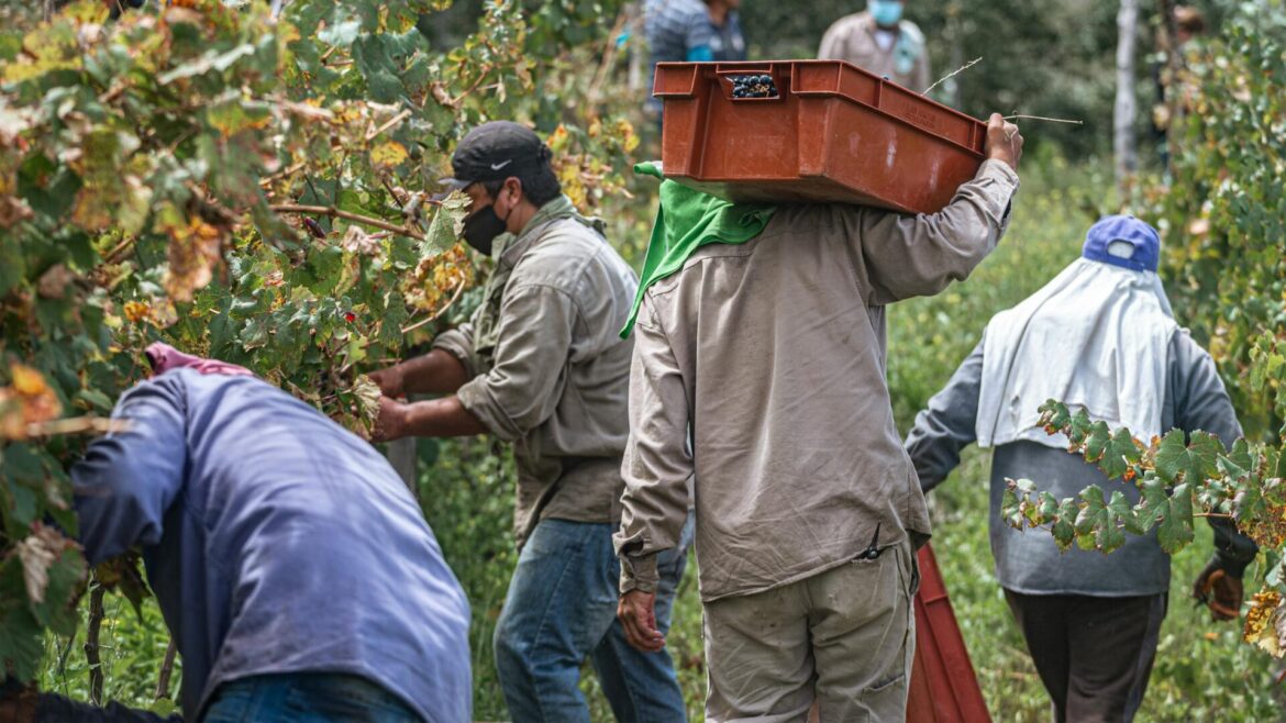 TRABAJADORES VITIVINÍCOLAS EN ALERTA POR LAS MALAS GESTIONES SINDICALES