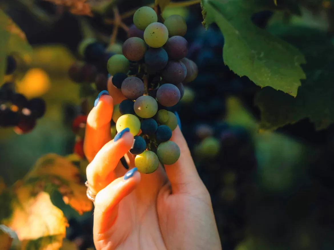 ENCUENTRO DE MUJERES DEL SOEVA MAIPÚ: UNA JORNADA PARA COMPARTIR Y FORTALECER LA UNIÓN