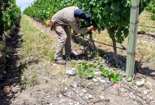 SAN MARTÍN: TRABAJADORES VITIVINÍCOLAS AUTOCONVOCADOS RECLAMAN BONO Y CUESTIONAN LA PARITARIA DE SOEVA