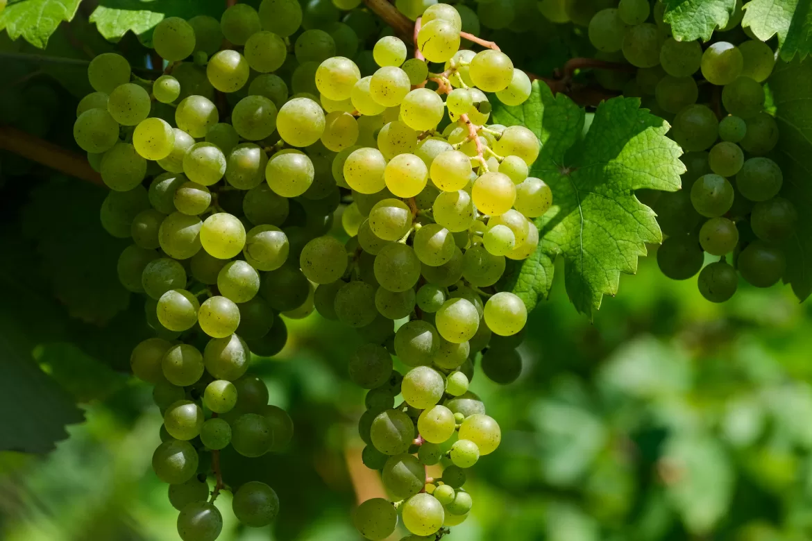 SEGUNDA ALERTA DE CONTROL DE LOBESIA BOTRANA EN MENDOZA